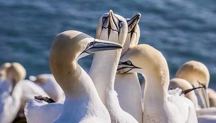 开云体育下载：开启你的全新体育娱乐之旅